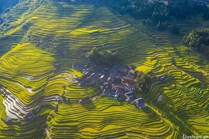 王安石的这首《北陂杏花》被严重低估了，开篇惊艳，结尾耐人寻味