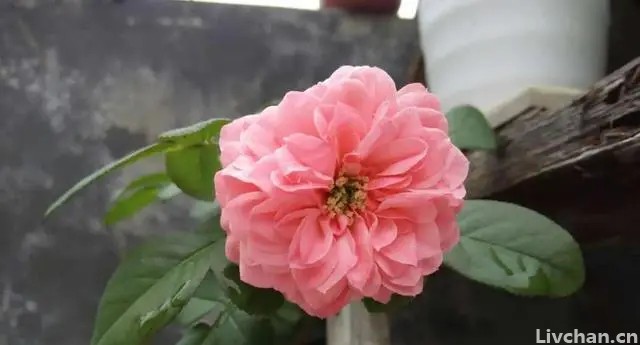 月季“仙德拉”——四季版粉龙，花朵又美又香，家里阳台就能养
