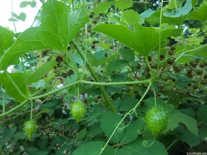 如果不是因为人类“贪吃”,现在随处可见的南瓜,可能早就灭绝了