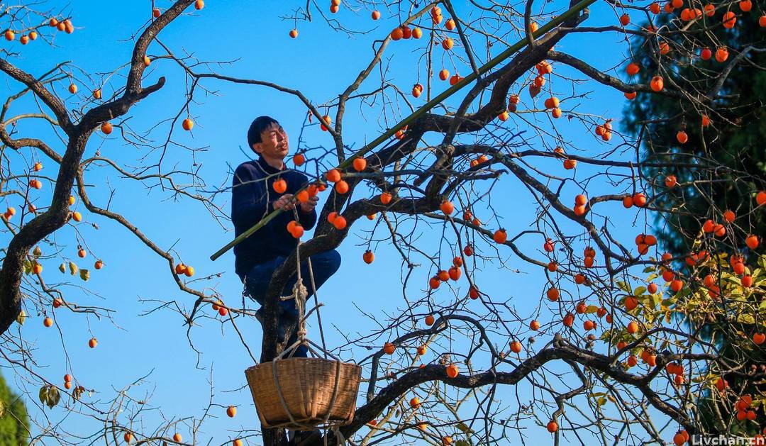 宋诗三首，《晓出黄山寺》等——第三首韵味悠远，颇具晚唐风味
