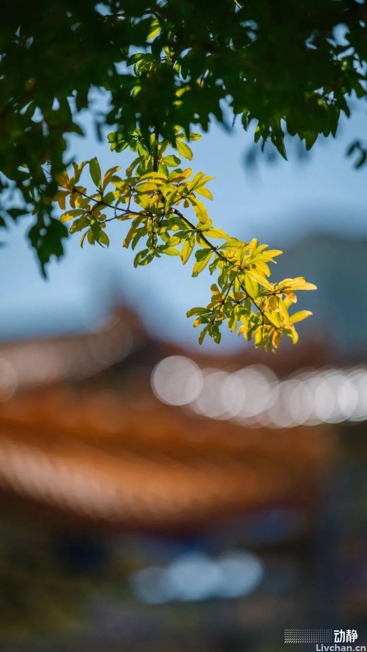 玄奘这棵大树