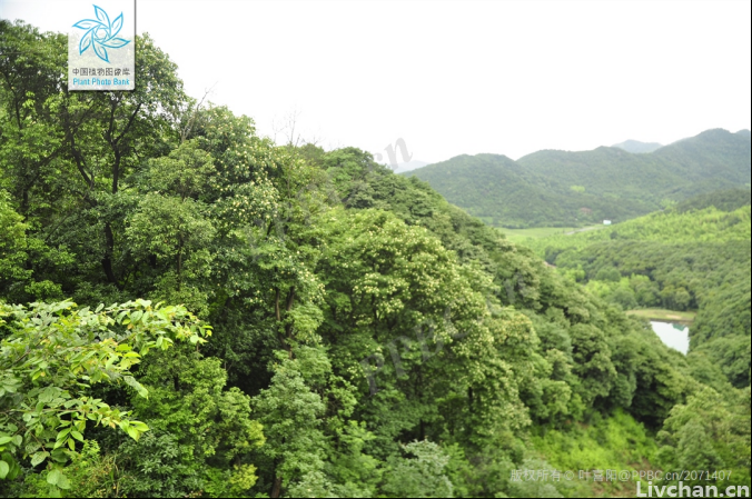 这种植物不仅不怕火，还能帮人灭火