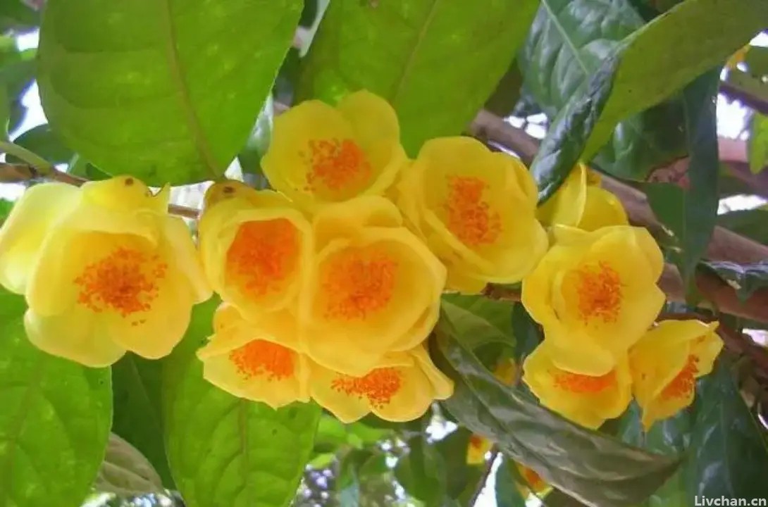 深受花友喜爱的金花茶，花瓣金黄，营养丰富，可观赏可泡茶