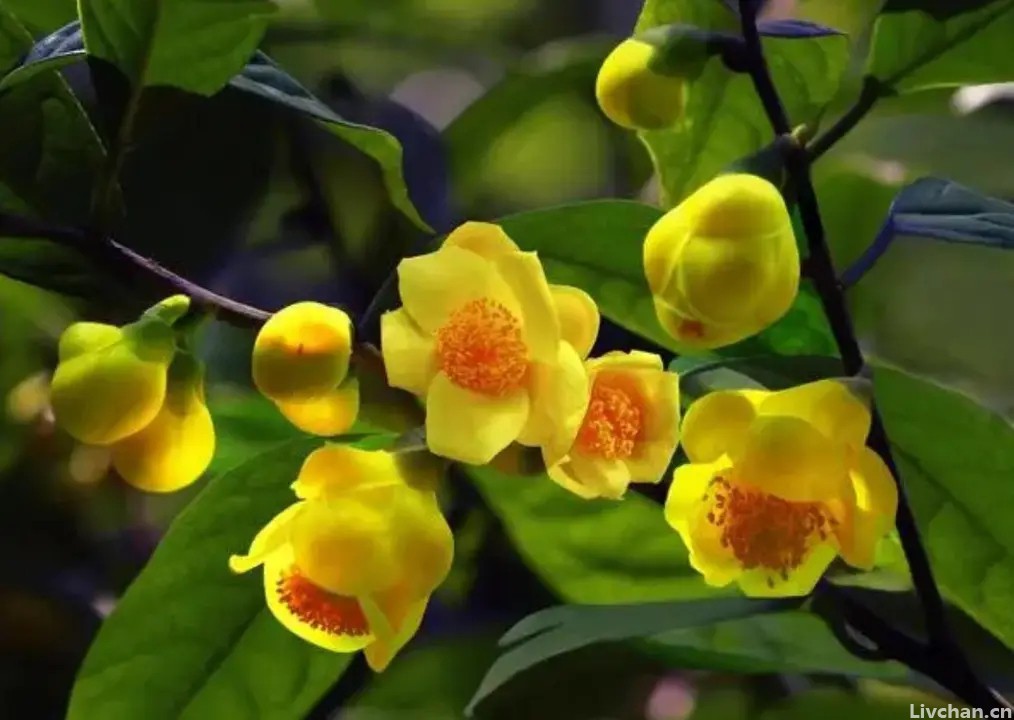 深受花友喜爱的金花茶，花瓣金黄，营养丰富，可观赏可泡茶
