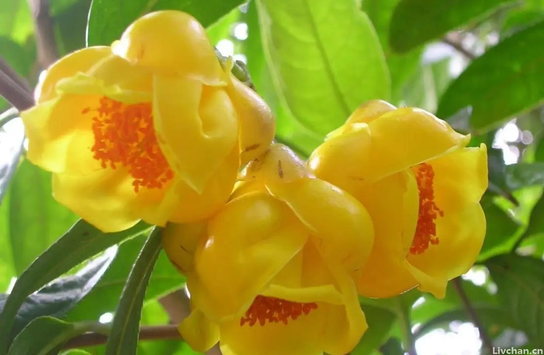 深受花友喜爱的金花茶，花瓣金黄，营养丰富，可观赏可泡茶
