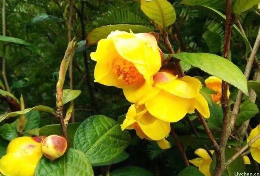 深受花友喜爱的金花茶，花瓣金黄，营养丰富，可观赏可泡茶