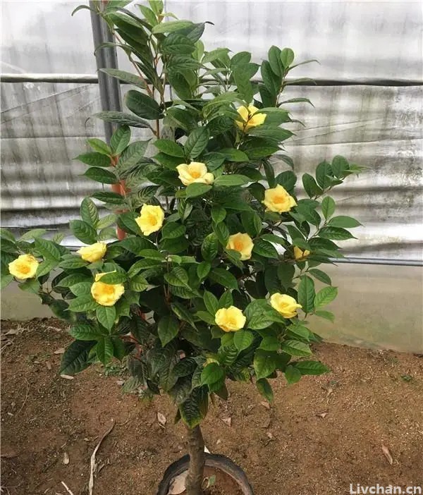 深受花友喜爱的金花茶，花瓣金黄，营养丰富，可观赏可泡茶