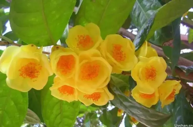 深受花友喜爱的金花茶,花瓣金黄,营养丰富,可观赏可泡茶