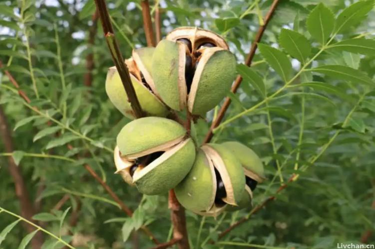 果实能产“柴油”？只有我国才有的“宝藏植物”，或成新能源