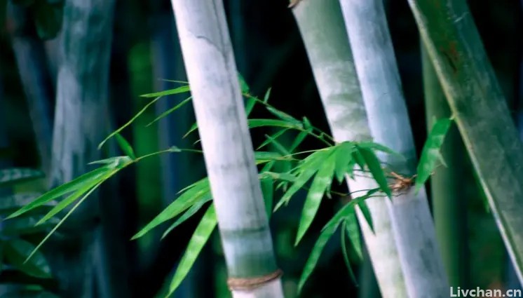 史上“最经典”的一首竹诗，郑板桥《竹石》-句句不离竹，还入选小学课本
