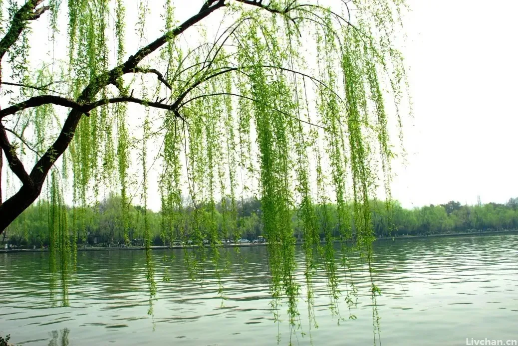 苏轼有首神奇的回文词,正读倒读皆成章句,闺怨也写得轻松活泼
