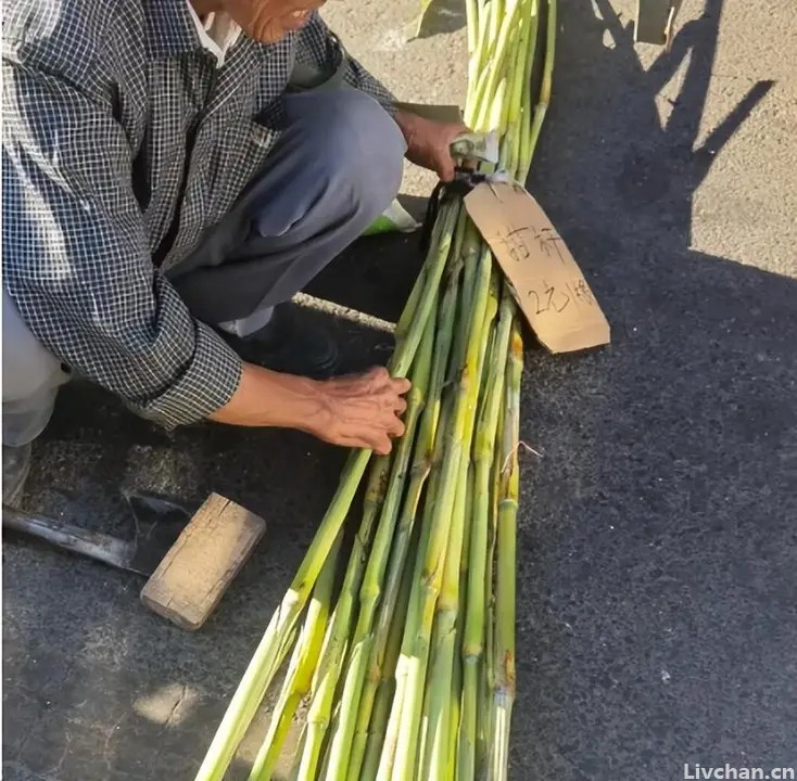 “消失”的4种水果,30多年前常种常吃,如今可遇不可求 “消失”的4种水果,30多年前常种常吃,如今可遇不可求