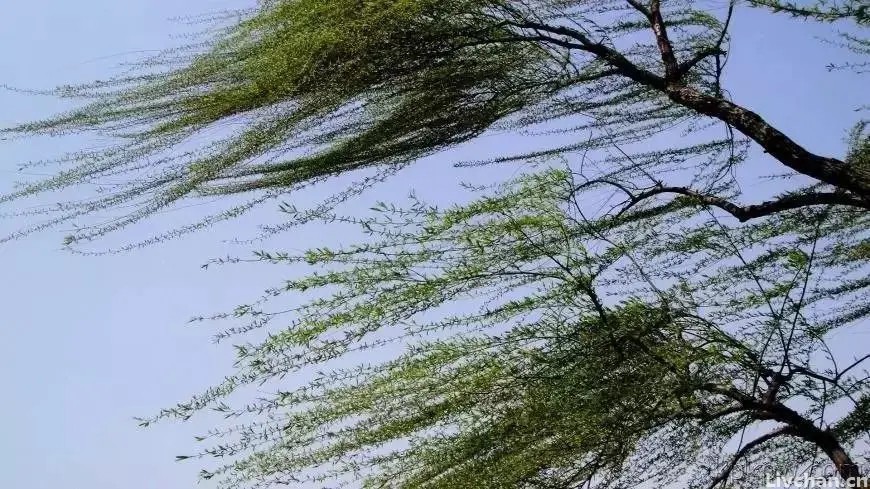 散文丨钟岚麒：是非之间，真相自辨