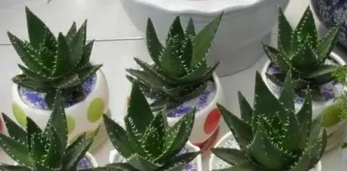 5种花能吸收“有害物质”，家里养一盆，空气好清新