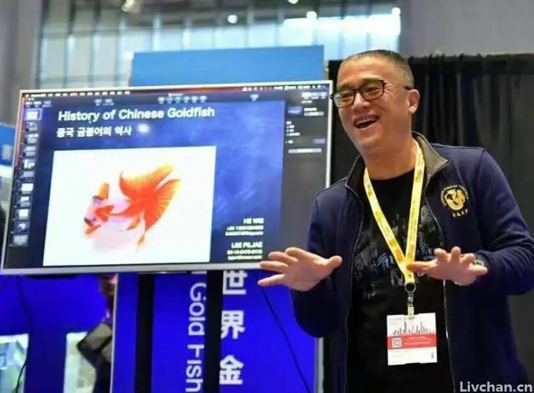 17年拍摄3000多张金鱼照片 ！上海海洋大学教师何为痴迷金鱼，用镜头定格金鱼之美