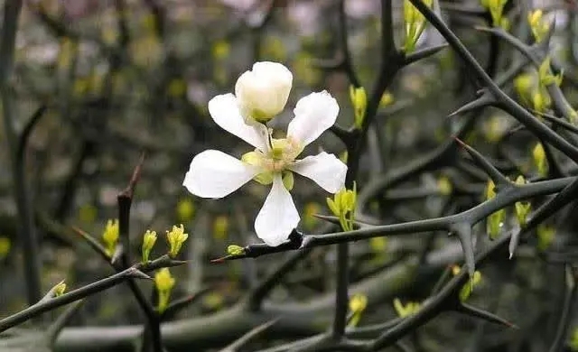 2种植物一看就“不好惹”，殊不知，农户最爱养屋后，小偷不敢进