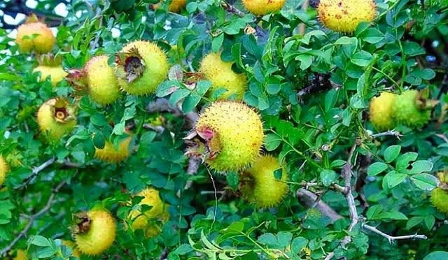 2种植物一看就“不好惹”，殊不知，农户最爱养屋后，小偷不敢进