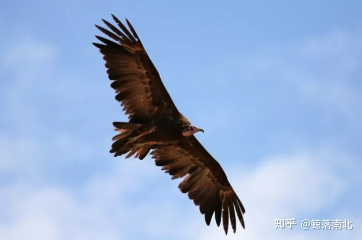 从天葬习俗看人类文化：浅谈不同民族之间的文化差异是如何形成的？