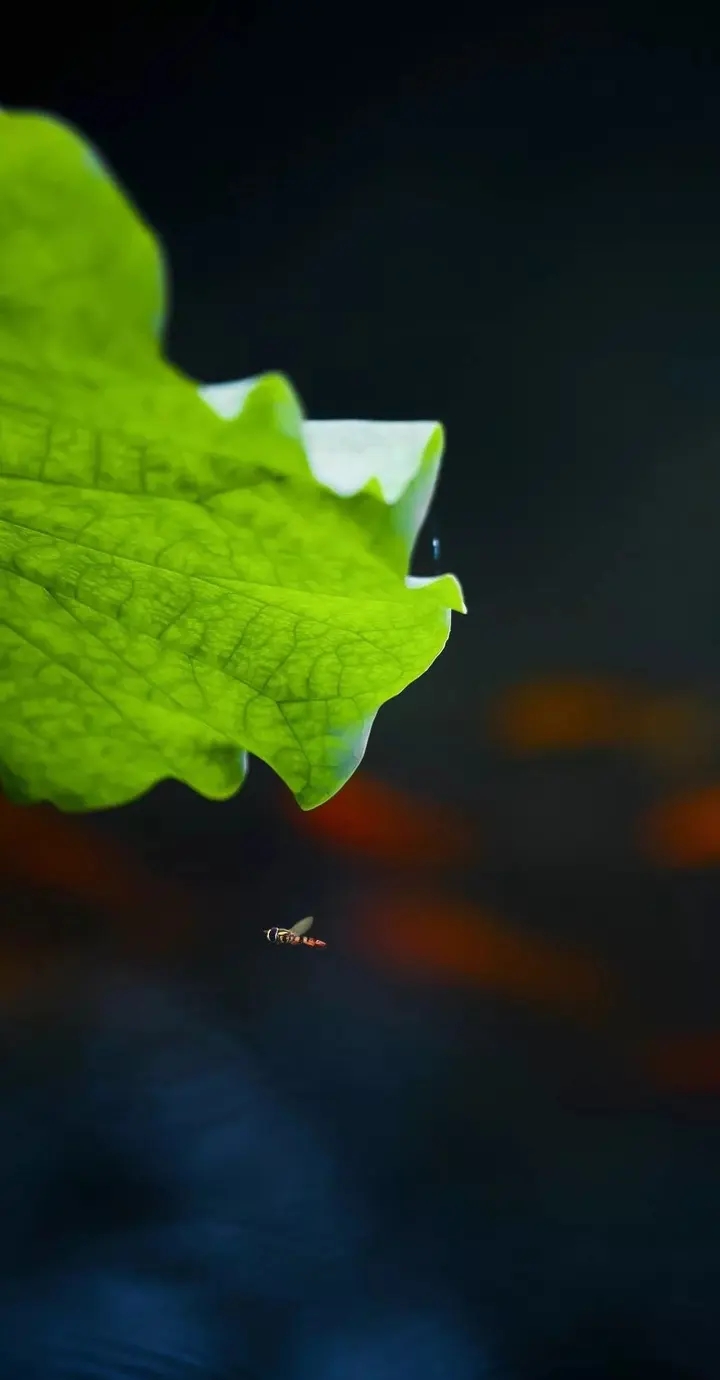 古人十雅，独与天地相往来