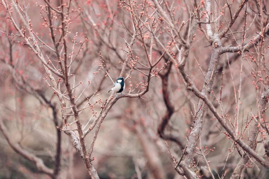 冬天的村庄静悄悄