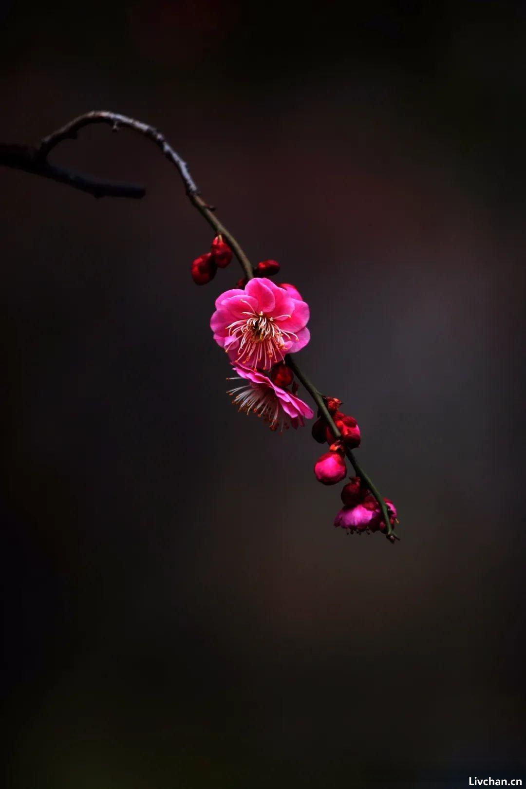 小寒多寒，心间向暖