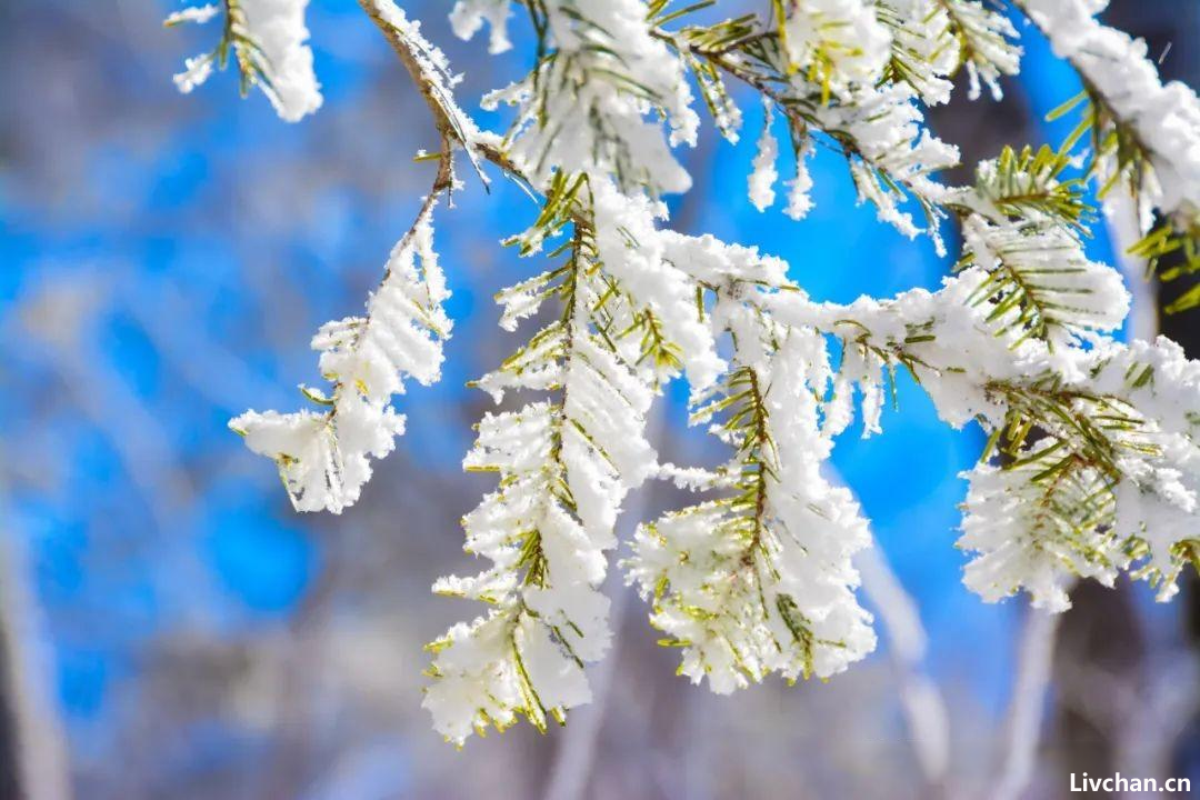 雪落下来，整个世界都安静了