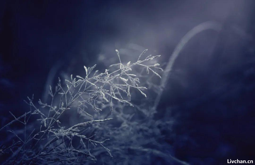 雪落下来，整个世界都安静了