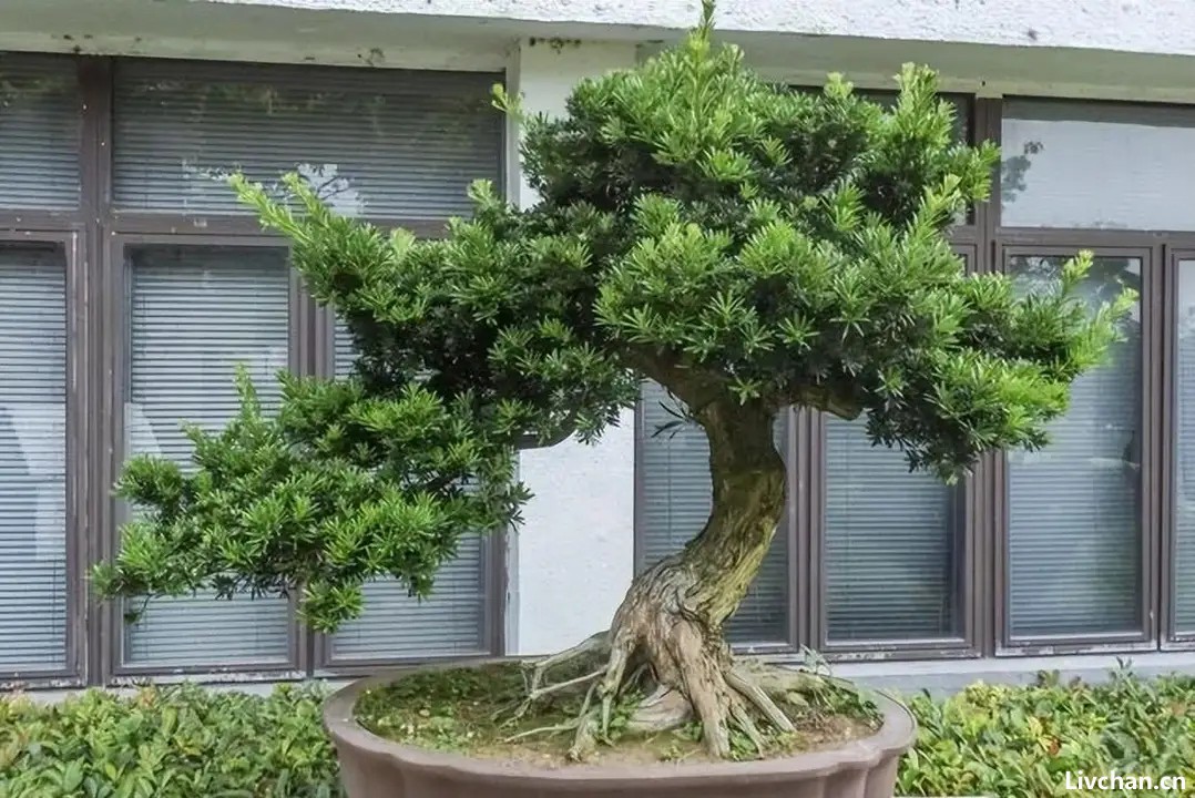 养罗汉松盆景，做造型细分根、枝、叶，耐心做好每一步，大气苍劲