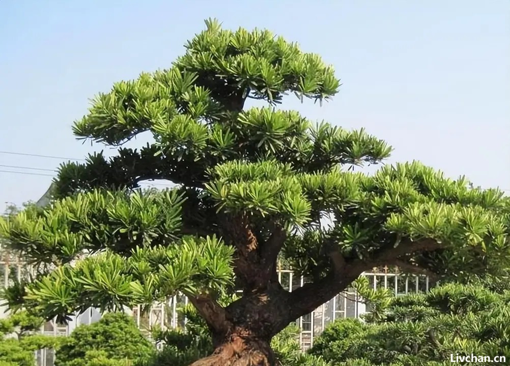 养罗汉松盆景，做造型细分根、枝、叶，耐心做好每一步，大气苍劲
