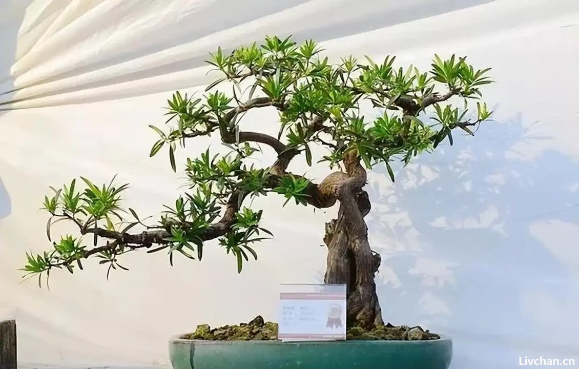 养罗汉松盆景，做造型细分根、枝、叶，耐心做好每一步，大气苍劲