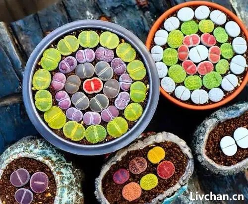 石生花-曾作为“赠品”，白送都没人要，现在一肉难求，登上神坛