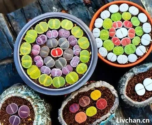 石生花-曾作为“赠品”,白送都没人要,现在一肉难求,登上神坛