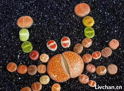 石生花-曾作为“赠品”，白送都没人要，现在一肉难求，登上神坛