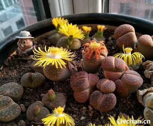石生花-曾作为“赠品”，白送都没人要，现在一肉难求，登上神坛