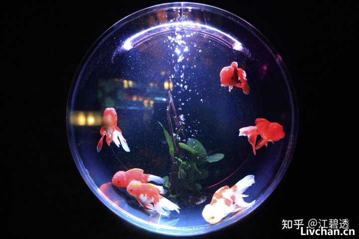 老渔夫教我们从零开始养鱼