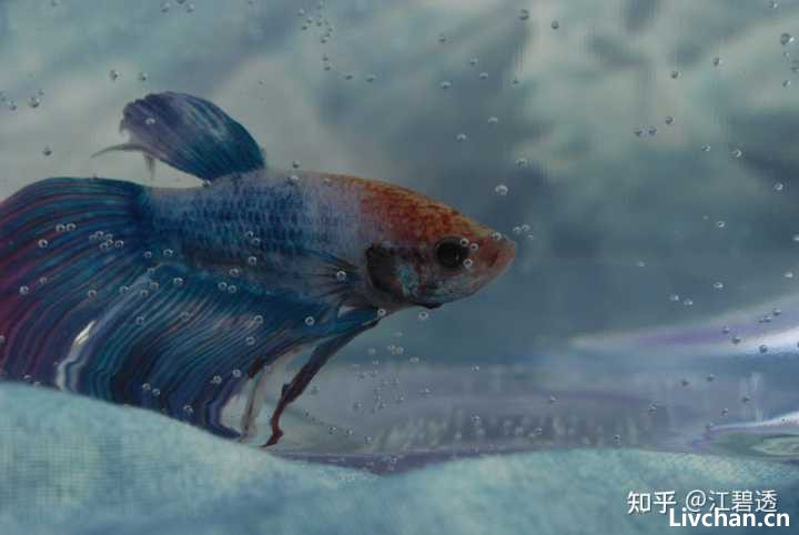 老渔夫教我们从零开始养鱼