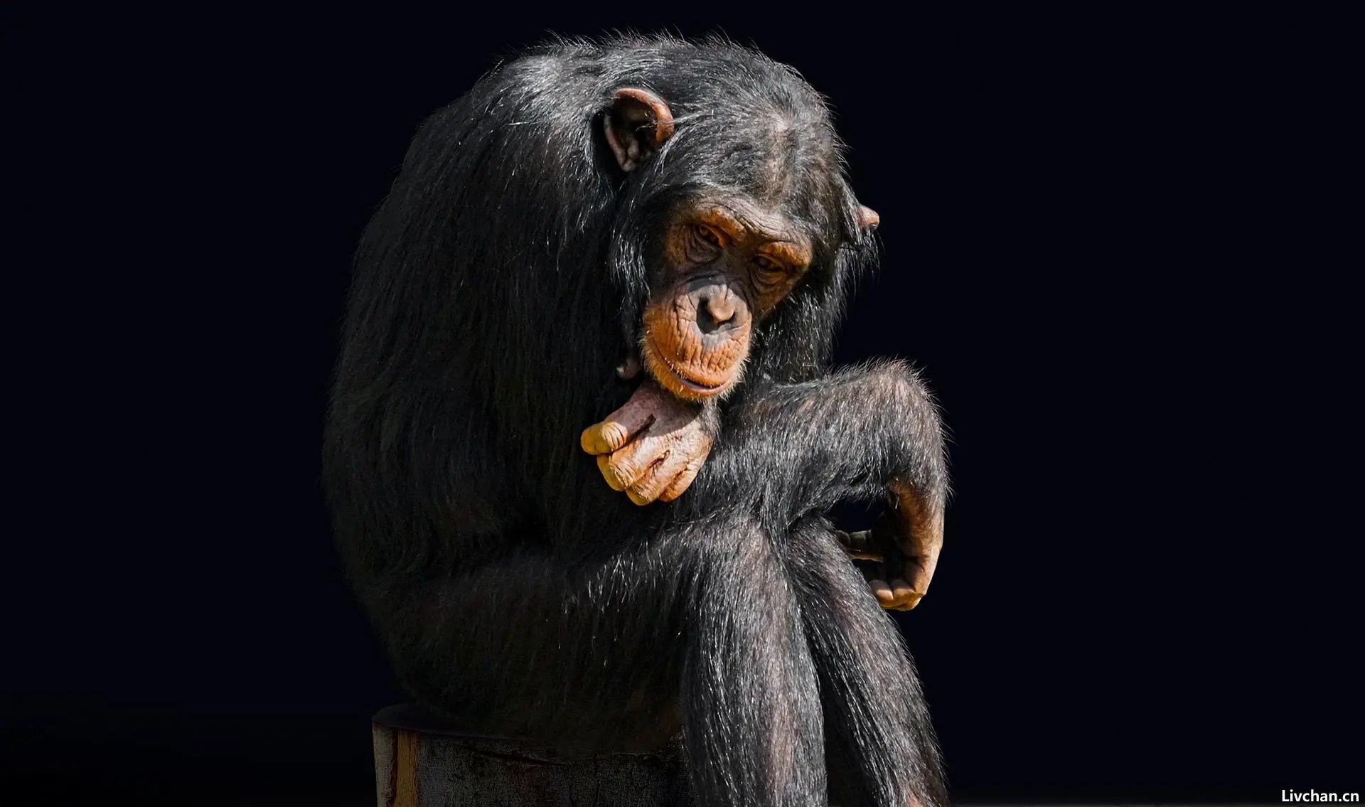 科学家将黑猩猩跟人类小孩一起抚养，它认为自己也是人类，后来怎样了
