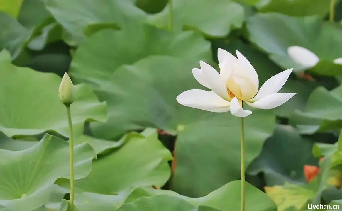 职场上,一个人走向衰败时,会出现以下三个特质 职场上,一个人走向衰败时,会出现以下三个特质