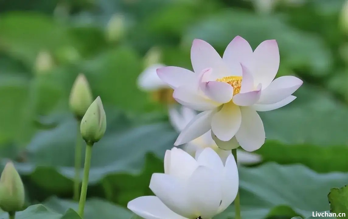 职场上，一个人走向衰败时，会出现以下三个特质