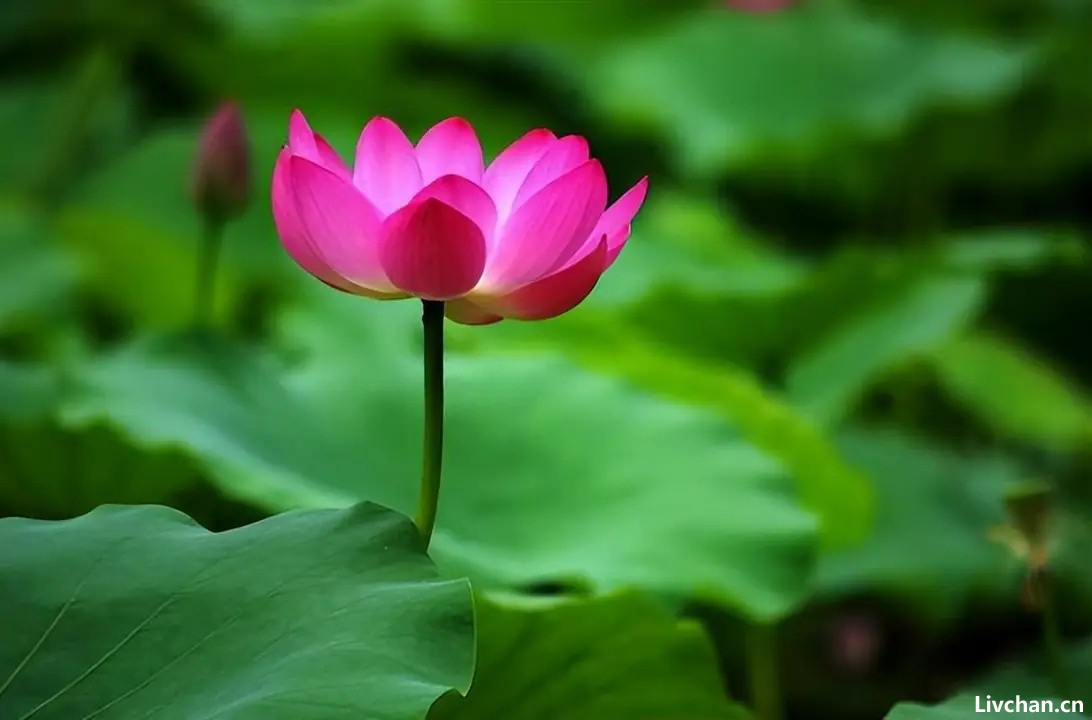 职场上,一个人走向衰败时,会出现以下三个特质 职场上,一个人走向衰败时,会出现以下三个特质