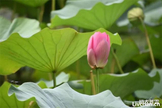 秋荷美诗五首赏读: 芙蕖耐夏复宜秋, 愿开数朵照涟漪
