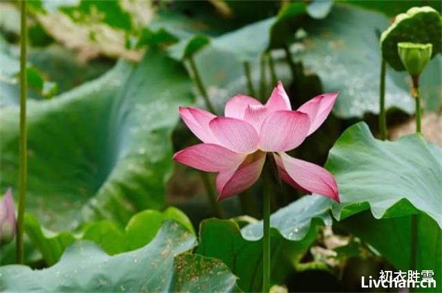 秋荷美诗五首赏读: 芙蕖耐夏复宜秋, 愿开数朵照涟漪