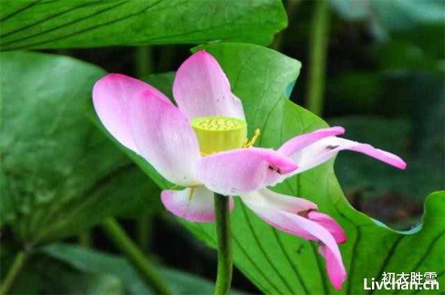 秋荷美诗五首赏读: 芙蕖耐夏复宜秋, 愿开数朵照涟漪