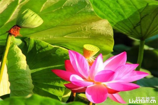 秋荷美诗五首赏读: 芙蕖耐夏复宜秋, 愿开数朵照涟漪