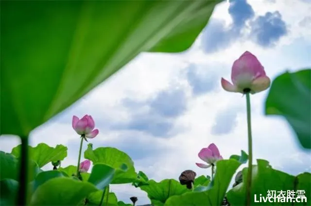 秋荷美诗五首赏读: 芙蕖耐夏复宜秋, 愿开数朵照涟漪