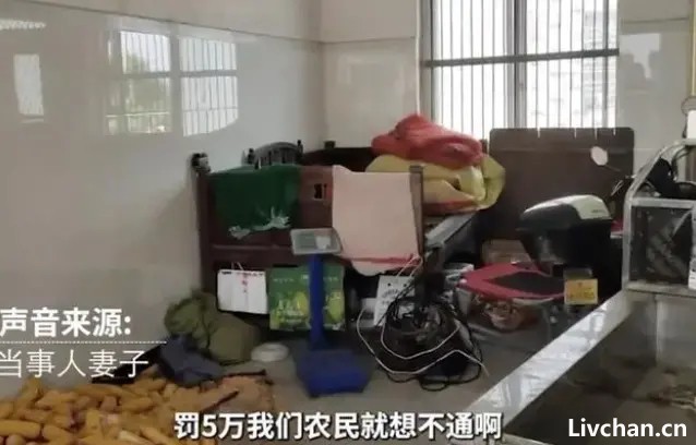 央视网评“农民杀自养猪分售700被罚5万”：法理背后还有人心！