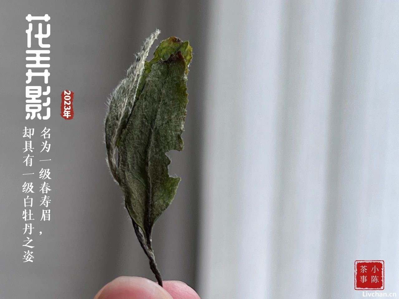 白茶里，为什么压饼的总是寿眉？白毫银针和白牡丹不能压饼吗？