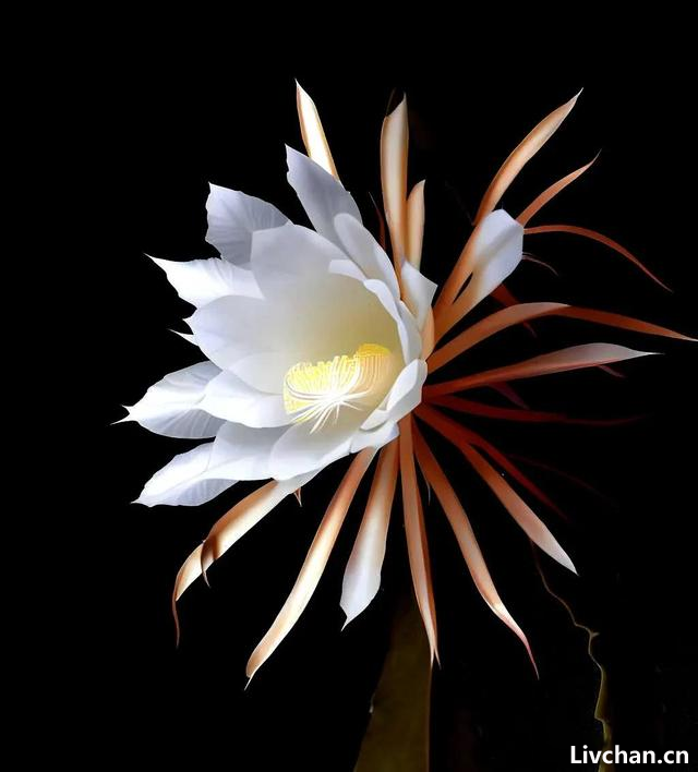 散文：昙花开的那一刻