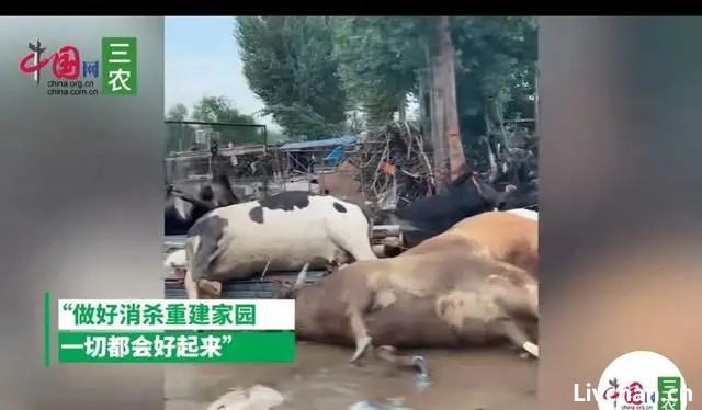 西安这一夜，乱象丛生的TFBOYS演唱会，丢光了内娱最后一块脸面！