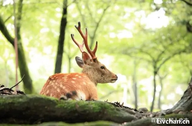 古诗词中“白云苍狗”到底是何意？很多人经常念，却不知原句的美
